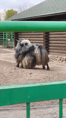 Morning visit documented at Hrodna Zoo, Belarus
