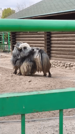 Morning visit documented at Hrodna Zoo, Belarus