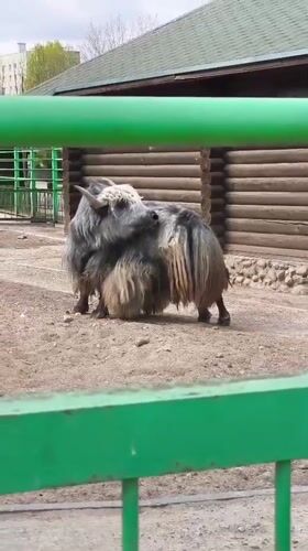 Morning visit documented at Hrodna Zoo, Belarus