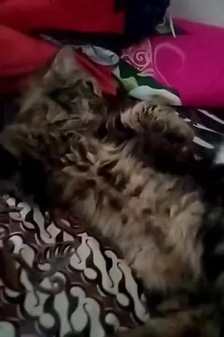 The video shows a medium-haired tabby cat lying on its back on a patterned surface, likely a bed or sofa. The cat is mostly obscured by its fluffy fur but appears to be relaxed and comfortable. In the background, several pieces of fabric are visible, including a red blanket and a pink pillow, suggesting an indoor domestic setting. The lighting is dim.