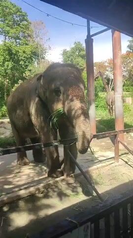 An elephant is eating grass in a zoo enclosure. The elephant is standing behind a metal barrier. There is another elephant in the background. The sky is blue and there are trees in the background. The enclosure is shaded.