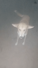 Everyday scenes documented in Television Nigeria featuring dog, bottles