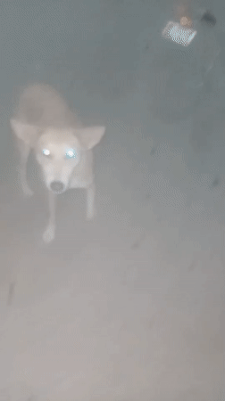 Everyday scenes documented in Television Nigeria featuring dog, bottles