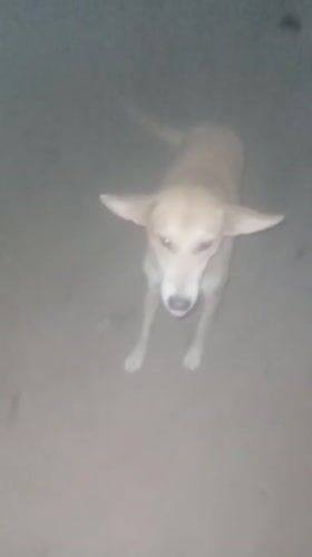 Everyday scenes documented in Television Nigeria featuring dog, bottles