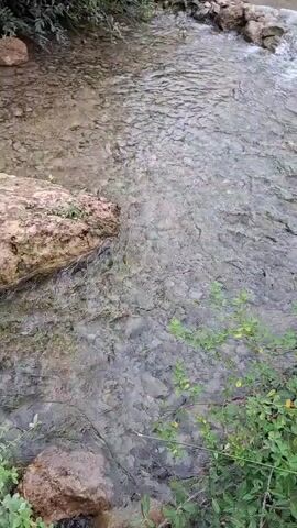The video pans across a shallow, clear stream. The stream bed is covered with small stones and pebbles. Large, light-colored rocks are visible on the left side of the stream. On the right side, a pathway made of irregularly shaped stones, some wet and darker than others, runs alongside the water. Green foliage and plants are growing along the banks of the stream and on the surrounding terrain. The water appears to be flowing gently, with some areas showing ripples and small splashes. The overall environment suggests a natural, outdoor setting, possibly a park or a natural reserve.