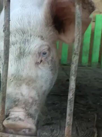 A close-up video shows a pig's face behind a metal fence. The pig is white with some gray markings on its snout and face. Its eyes are visible, and its snout appears wet. The pig's ears are large and droopy. The background is blurry but appears to be an enclosure with wooden posts and possibly some greenery. The video is shaky and the focus shifts slightly throughout.