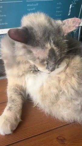 The video shows a cat sitting on a wooden table grooming itself. The cat has mostly grey and tan fur and a white patch on its chest. The cat is wearing a purple collar with a bell attached. There is a light-blue wall in the background with writing on it.