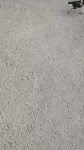 A video captures a group of chickens in an outdoor, dirt-floored area. In the first frame, a black hen and a chick are visible. The subsequent frames show an adult black hen, a chick, and two adult roosters. One rooster is primarily black, while the other is a striking mix of red, white, and black plumage. The background features a rudimentary wooden structure, possibly a shelter or enclosure, constructed with bamboo poles. Various objects, including a plastic bottle filled with rocks and what appears to be a discarded tire, are scattered around. The chickens are observed pecking at the ground and interacting with each other in a typical farmyard setting.