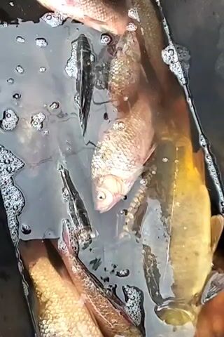 A group of dead fish are submerged in murky water in a black container. The fish are varied in size and color, with some appearing to be carp and others smaller, darker fish. Bubbles are present on the surface of the water, suggesting agitation or decomposition. The lighting is dim, obscuring some details of the fish and the container.