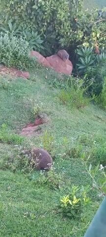 The camera pans from two furry mammals, one on a rock, to the surrounding landscape. The landscape includes green grass, trees, rocks, and a wire fence. Beyond the fence, the camera reveals a sprawling landscape with trees and buildings. The sun casts shadows throughout the scene.
