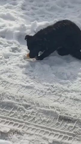 The video shows a medium-sized black dog eating something in the snow. The dog is crouched down, with its paws on the snow. It has a light-colored round object in its mouth, and it seems to be nibbling or biting at it. The snow is white and looks slightly packed, with tire tracks visible. The scene is set outdoors in daylight.