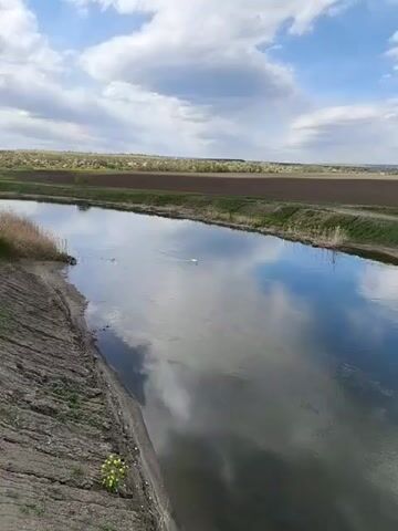 This video captures a serene rural landscape featuring a single white swan gracefully swimming in a calm body of water, likely a river or canal. The swan is the primary subject, moving slowly from the mid-ground towards the foreground, leaving subtle ripples in its wake.

The scene unfolds under a partly cloudy sky, with large, soft white clouds reflected clearly on the water's surface. The water itself appears tranquil, mirroring the sky above. The banks of the river/canal are earthen, with patches of green grass and dry reeds. On the left bank, close to the camera, a few small yellow flowers are visible, adding a touch of color to the otherwise muted tones of the bank.

In the background, beyond the waterway, stretches of flat, cultivated fields can be seen, indicative of an agricultural area. Further in the distance, a line of trees or bushes marks the horizon, with what appears to be a scattering of buildings or a small settlement faintly visible, consistent with a rural setting in Inhulets, Ukraine. The time of day is clearly daytime, with ample natural light. The overall atmosphere conveyed is one of peacefulness and natural beauty. No people are visible, and there is no discernible text in the frame.