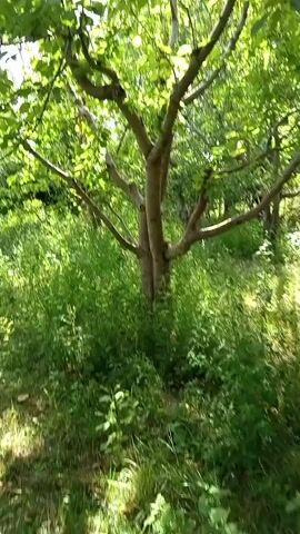 The video shows a slow pan of an outdoor scene dominated by lush green vegetation. A small tree with several branches and green leaves is positioned in the center-right of the frame. The ground is covered in tall grass and other plants, suggesting an unkempt or natural environment. Sunlight filters through the leaves, creating dappled patterns. The scene appears to be a garden or a wooded area. No people or animals are visible. The camera moves slowly, offering a general view of the foliage and the tree.