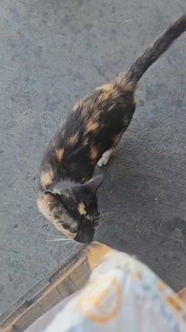The video shows a tortoiseshell cat interacting with a person's hand. The cat has black, orange, and brown fur. The person is petting the cat on its head and back. The interaction takes place outdoors on a gray, textured surface, possibly concrete, with some wooden elements visible in the foreground. The perspective is from above, looking down at the cat and hand.