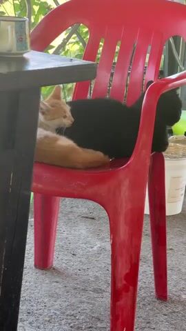 TWO KITTENS, ONE ORANGE AND WHITE AND ONE BLACK, ARE RESTING ON A RED PLASTIC CHAIR OUTSIDE. THE ORANGE AND WHITE KITTEN IS IN THE FOREGROUND, LYING DOWN WITH ITS HEAD RESTING ON ITS PAWS. THE BLACK KITTEN IS BEHIND IT, ALSO LYING DOWN. A WOODEN TABLE IS VISIBLE TO THE LEFT OF THE CHAIR, AND A WHITE BUCKET IS IN THE BACKGROUND TO THE RIGHT. THE SCENE APPEARS TO BE AN OUTDOOR AREA, POSSIBLY A PATIO OR PORCH, WITH GREEN FOLIAGE VISIBLE IN THE BACKGROUND. THE LIGHTING IS BRIGHT AND NATURAL.