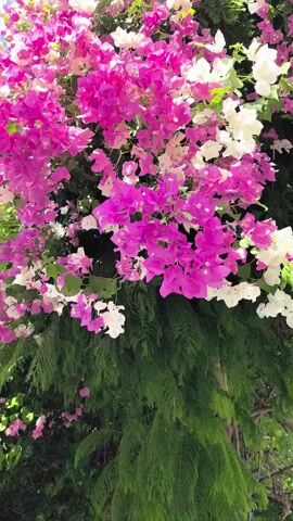 The video shows a close-up view of bougainvillea flowers. The flowers are a mix of vibrant pink and white, with some green leaves and foliage visible. The camera pans slowly across the blooms, highlighting their delicate structure and abundant growth. The lighting suggests it is daytime, possibly outdoors with natural sunlight. There are no people or objects other than the plants visible in the frame. The overall impression is one of natural beauty and lushness.