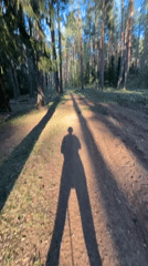 Person walks forest path in sunny Noviy, Russia