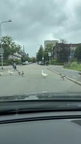 The video shows a view from inside a car looking out at a street scene. Several geese are crossing the road at what appears to be a pedestrian crossing. Some people on bicycles are visible in the background. The weather appears to be overcast. The car is stopped, waiting for the geese to cross.