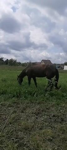 A dark brown horse is grazing in a grassy field under a cloudy sky. The horse is facing to the left, with its head down eating grass. In the background, there are trees, a house, and more houses in the distance. The foreground is covered in dry grass.