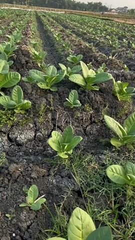 The video shows a field of young tobacco plants. The plants are small and green, with large leaves. They are planted in neat rows in dark soil. The soil is cracked in places, suggesting dry conditions. In the background, there is a fence and more rows of plants stretching into the distance. The sky is overcast. There are no people visible in the video.