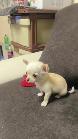 A small, light beige Chihuahua puppy stands on a dark brown fabric surface, likely a couch. The puppy has short, upright ears and a small, pointed tail. Behind the puppy is a large brown pillow. A piece of red knit fabric rests near the puppy's paws. In the background, partially obscured, there's a beige plastic storage unit and some bottles on a counter. A hissing noise is audible.