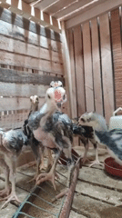 Backyard poultry keeping in Ujong, Indonesia