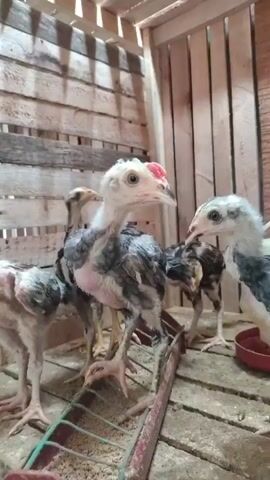 A group of young chickens, known as chicks, are inside a wooden enclosure. The enclosure has a floor made of wooden planks and walls constructed from vertical wooden slats. In the foreground, a green and red feeder lies horizontally on the floor. Several chicks are visible, with one prominent chick in the center with light-colored feathers and exposed pink skin on its neck and chest. Other chicks, some with darker feathers and gray patterns, are scattered around. One chick is interacting with a white and red water dispenser in the background. The chicks appear to be moving and pecking around the feeder and dispenser. The overall environment suggests a chick brooder or small coop.