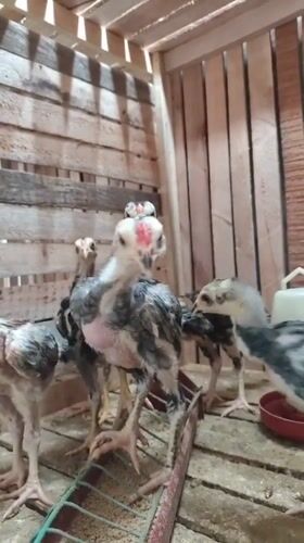 Backyard poultry keeping in Ujong, Indonesia