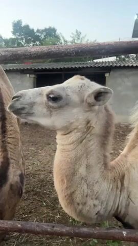 A close-up, side-profile shot of a young camel's head and neck is captured in the video. The camel has light-colored fur with darker patches around its eyes and ears, and its ears are perked forward. The animal is standing in an enclosure with a wooden fence in the foreground and a building with a corrugated roof and open doorways in the background. The ground appears to be covered in dirt and straw. Another camel's body is partially visible on the left side of the frame. The lighting suggests it is daytime, possibly early morning or late afternoon. The camera zooms in slightly at the 0:02 mark, focusing on the camel's face, then zooms back out slightly. The camel shifts its head slightly to the left and then looks directly at the camera at the 0:03 mark, its muzzle prominent. It then returns to its side-profile position.