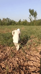 Person in white clothing observed in sugarcane field
