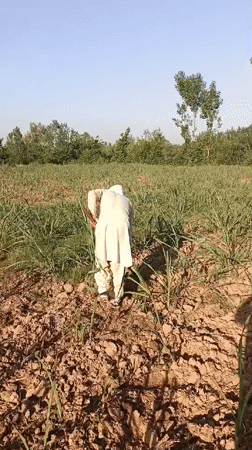 Person in white clothing observed in sugarcane field