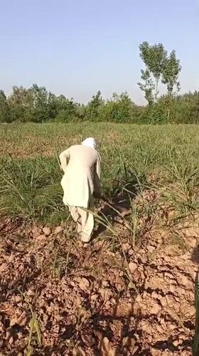 Person in white clothing observed in sugarcane field