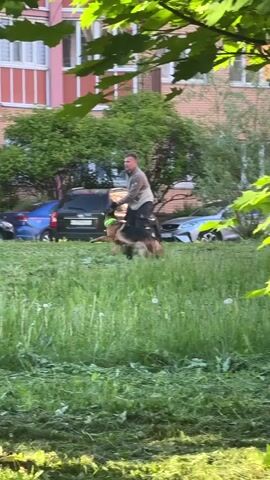 The video shows a man training or playing with a German Shepherd dog in a grassy outdoor area, likely a residential courtyard or park in Vniissok, Russia. The man wears a light-colored long-sleeved shirt and dark pants with a small pouch attached to his waist. The German Shepherd is highly active and energetic, wearing a bright yellow-green collar. It jumps and moves quickly around the man, who appears to be engaging it with a training object or his arm, possibly a bite sleeve.

The setting features lush green grass with dandelions and visible grass clippings from recent mowing. In the background, several cars are parked, including a black SUV with a Russian license plate "A790XX 199," a silver sedan, and a blue sedan. A multi-story brick apartment building is visible behind the vehicles. Tall green trees frame the top and sides of the shot. The scene is brightly lit by natural sunlight, indicating daytime.