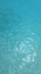 Fish school draws observers to Egyptian Mediterranean pier