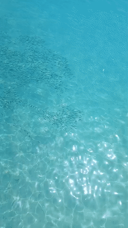 Fish school draws observers to Egyptian Mediterranean pier