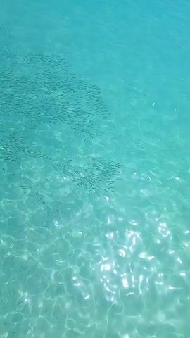 The video depicts a large school of small fish swimming in clear, turquoise water. Sunlight sparkles on the water's surface, creating a shimmering effect. A portion of a wooden dock or platform is visible on the left edge of the frame. The water is calm, and the fish are concentrated in a dense group.