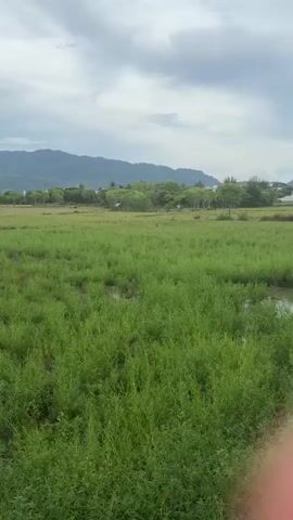 The video shows a slow pan across a rural landscape with a focus on a lush green field. In the background, there are distant mountains under a cloudy sky. As the camera pans, various structures become visible, including a small building or shed, trees, and modern buildings with red roofs. The foreground is dominated by the dense green vegetation, with hints of water or marshy areas in the lower part of the frame. The scene appears to be a transition zone between undeveloped natural land and human development.