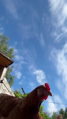 A brown hen is the primary subject, viewed from a low angle looking upwards. The hen has a red comb and wattle, and is seen moving its head slightly and making a clucking sound at the 0:02 mark. The background features a bright blue sky with scattered wispy white clouds, suggesting clear and sunny daytime weather. To the left, part of a wooden structure, possibly a coop or shed roof, is visible, along with some green foliage and vines. A fence can also be glimpsed. The setting appears to be outdoors in a rural or backyard environment, in Новое Шигалеево, Russia.