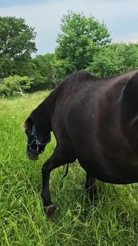 A dark brown horse stands in a grassy field, its tail swishing. In the background, another brown horse grazes amongst trees under a cloudy sky. The camera pans across the scene.