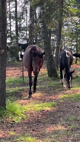 The video shows two horses walking towards the camera in a wooded area. The horse in the foreground is a dark brown color with black legs and a black mane. The horse in the background is black and white. The ground is covered with dirt, leaves, and grass. There are trees all around. The sun is shining through the trees, casting shadows on the ground. There is a lake or body of water visible in the background.