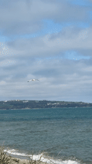 Seagull filmed flying over Bulgarian coast near Obzor