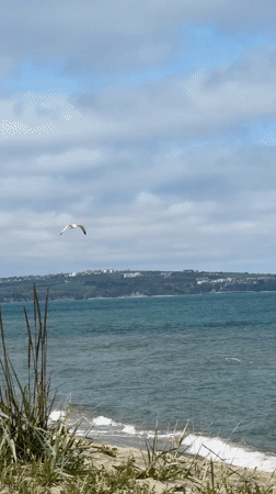 Seagull filmed flying over Bulgarian coast near Obzor