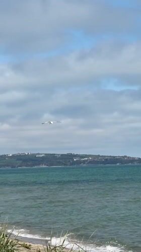Seagull filmed flying over Bulgarian coast near Obzor