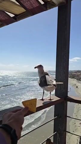 A person's hand holds a tortilla chip towards a seagull perched on a railing. The seagull is facing to the left, with its head turned back towards the chip. Behind the seagull, a beach and the ocean are visible under a clear blue sky. The railing is made of wood.