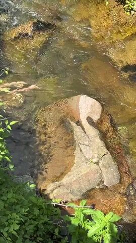 A shallow, clear stream flows over rocks. The water is illuminated by sunlight, creating reflections and ripples on the surface. The stream bed appears to be composed of various sized rocks and pebbles. The surrounding environment is lush and green, with foliage visible at the edges of the frame.