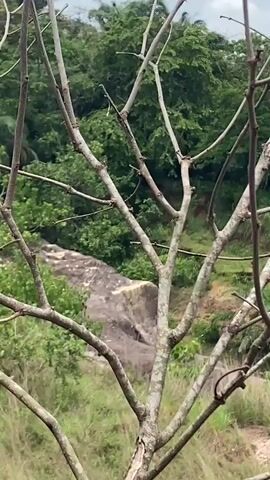 A video shows a rocky, overgrown hillside with trees in the foreground. The trees are bare of leaves, with branches extending across the frame. The background is filled with lush green foliage. A large grey boulder is visible on the hillside, partially obscured by vegetation. The lighting suggests it is daytime, possibly overcast.