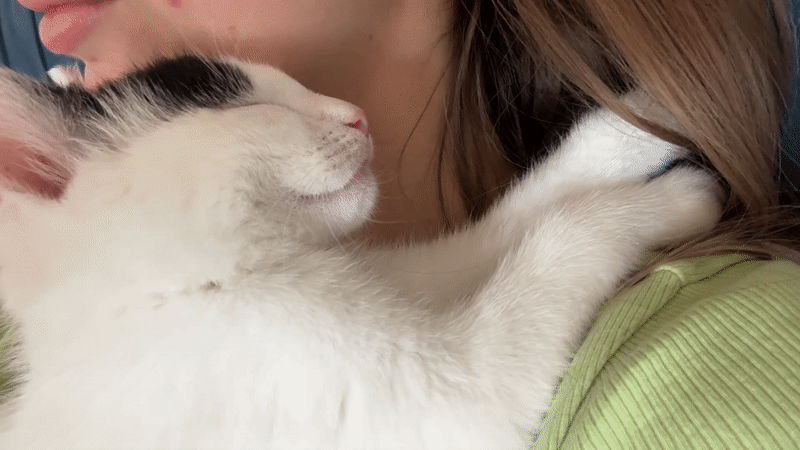 Woman holds sleeping kitten in Łódź, Poland