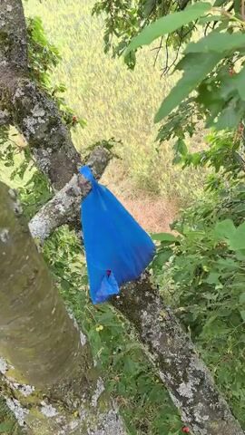 A person is climbing a tree to pick cherries. The person is wearing a black shirt and blue shorts and is carrying a red bag. The tree is full of green leaves and red cherries. The background is a blurred green field. The video is shaky and appears to be filmed from a moving camera.