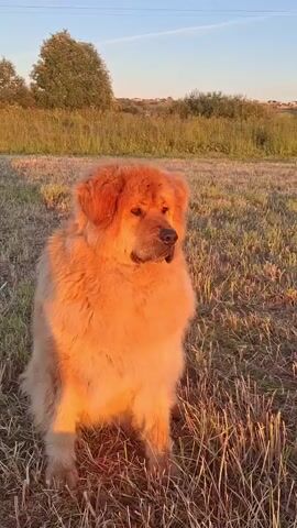 A large, fluffy dog with golden fur sits in a field of dry grass. The dog is illuminated by the warm glow of sunset, which casts long shadows. The dog is looking off to the right side of the frame with its tongue slightly out. In the background, there are trees and a clear sky. The video is short and features only the dog in the field.