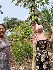 Foraging for green fruit in a dry woodland, Giri Mulyo